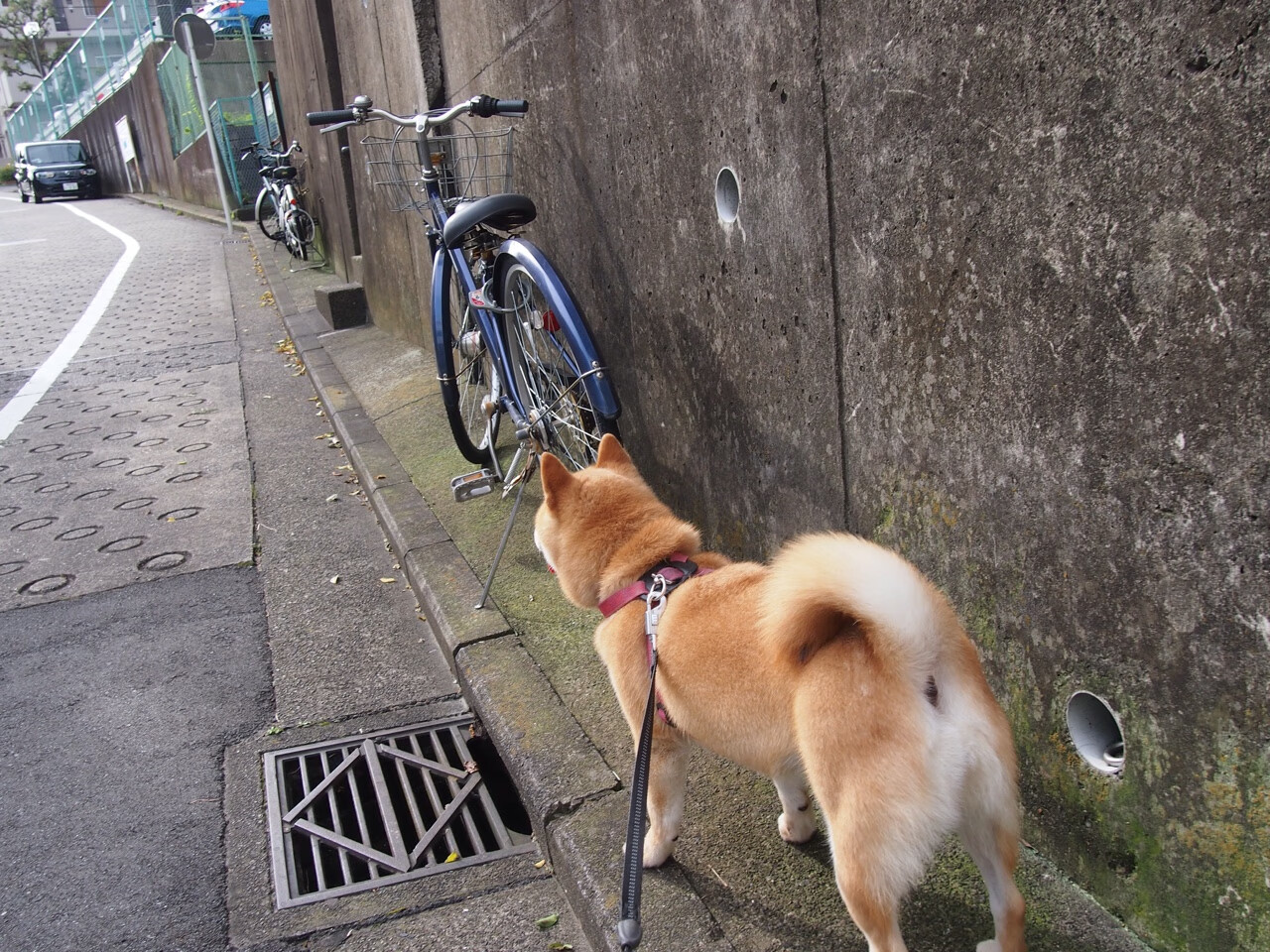 九游app官网下载-中国女篮重返亚洲巅峰 目标剑指奥运领奖台，中国女蓝晋级奥运会
