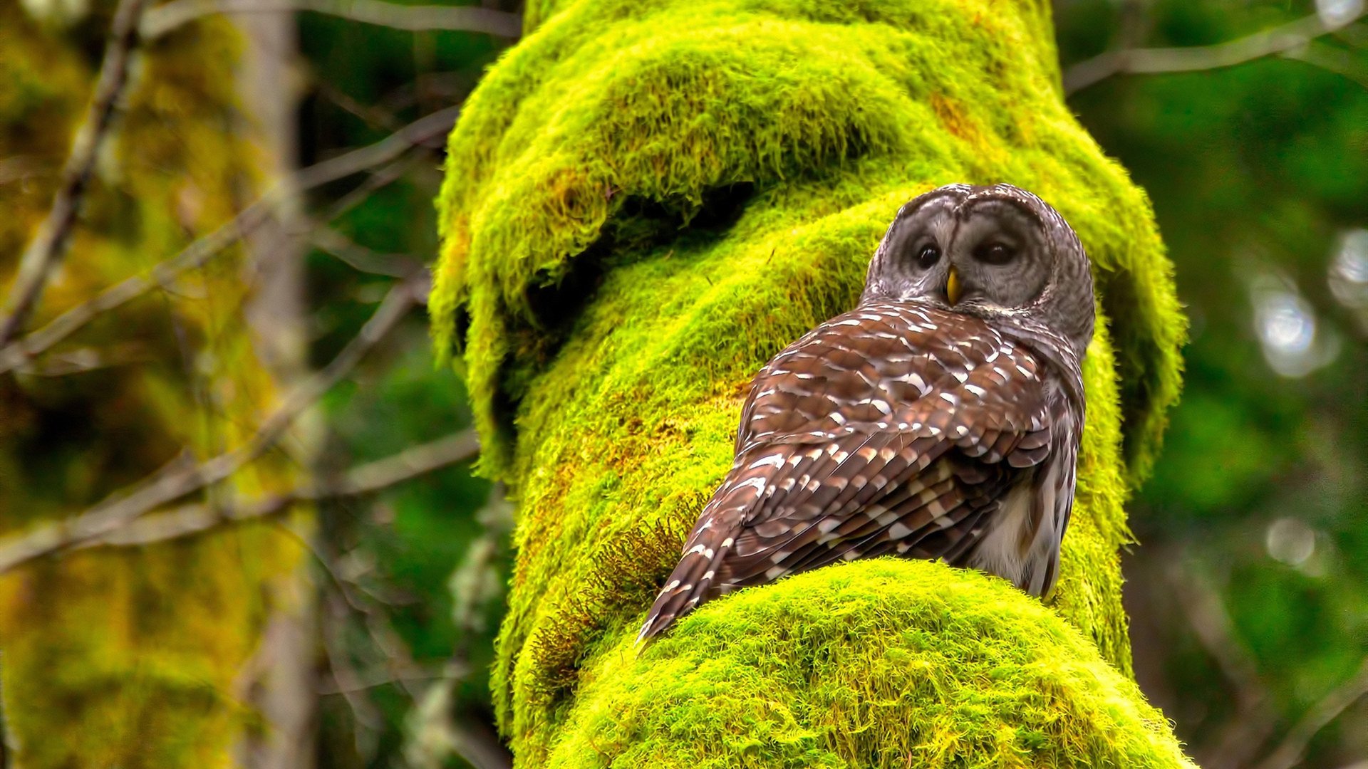 九游游戏中心-辽宁飞豹擅长控制节奏成为比赛节拍掌控者，辽宁飞豹阵容