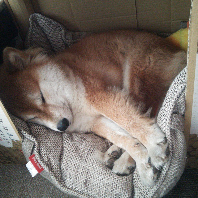 “费尔南多·比亚尔巴在阿根廷橄榄球中的历史性地位”