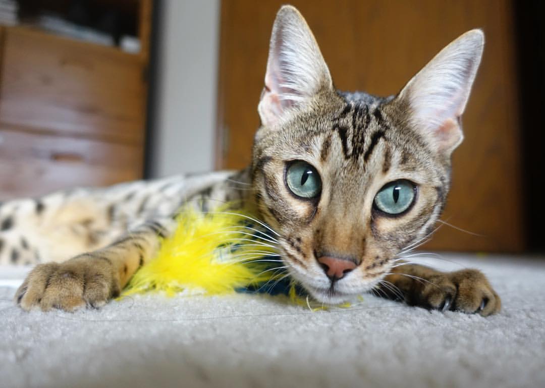 九游登录中心-埃及球星萨拉赫荣获非洲最佳球员奖