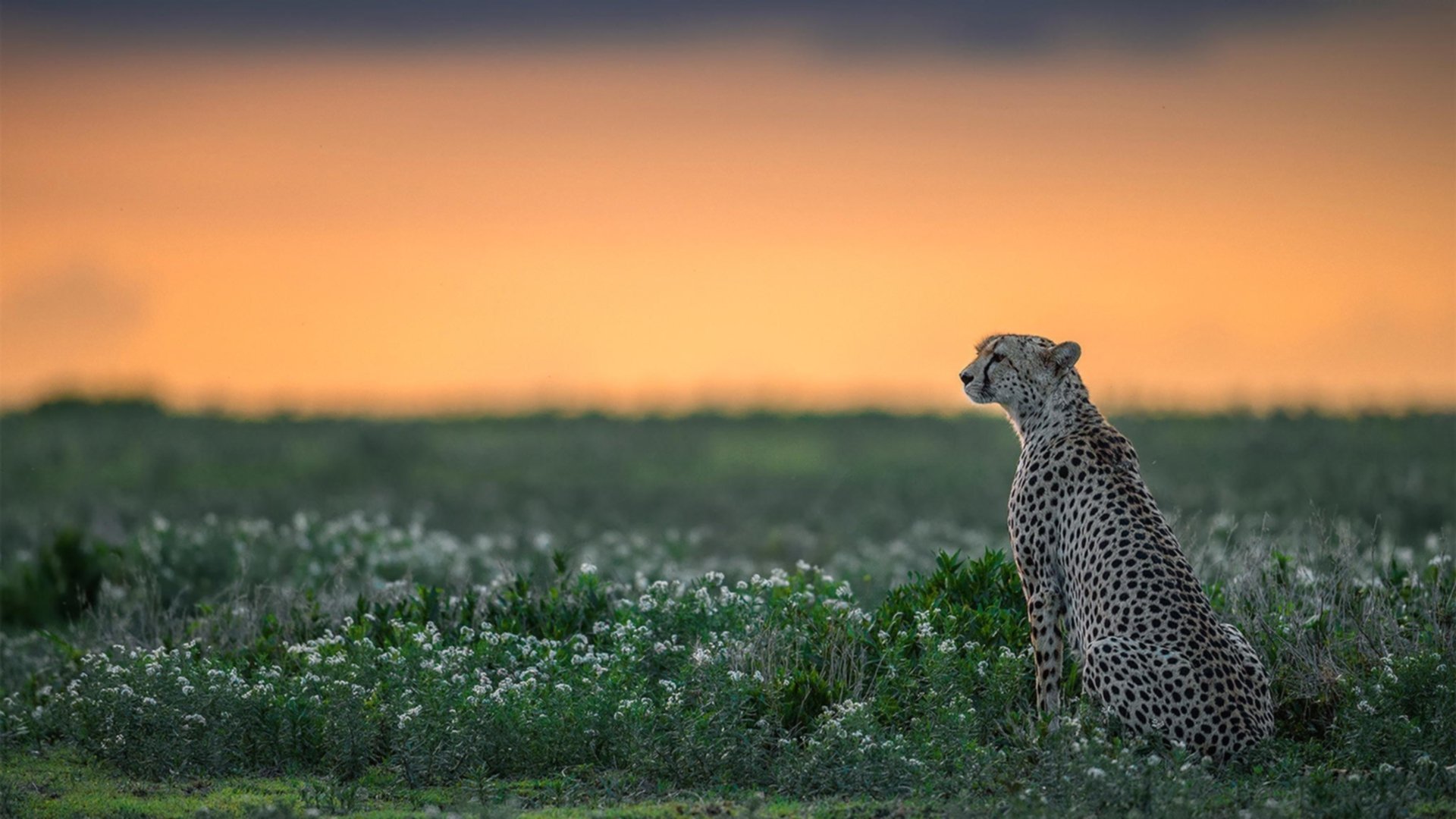 欧洲杯战术变革:布局巧妙,变化多端!,欧洲杯战术机位