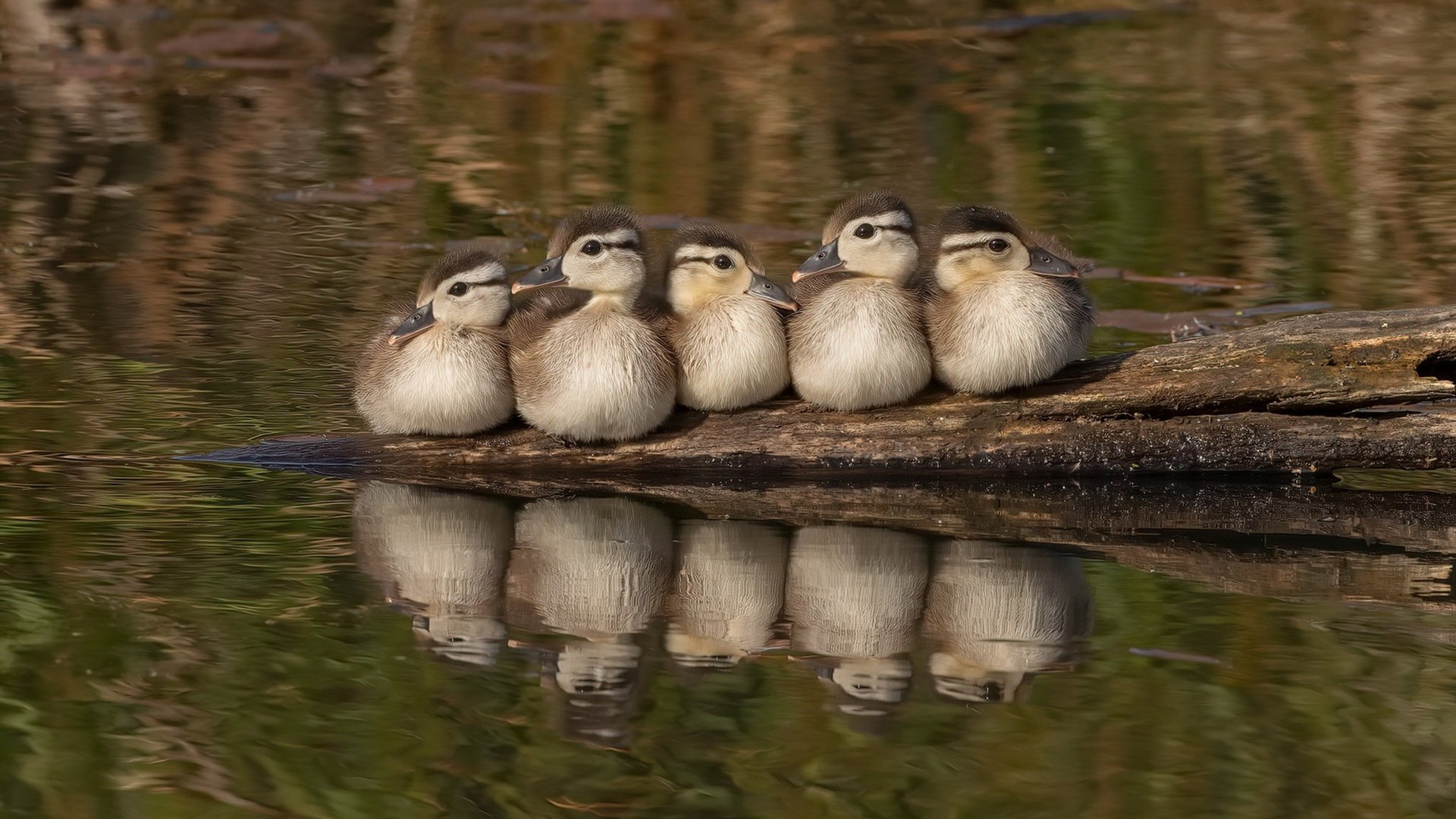 法甲新星带来希望:未来之光闪耀赛场!,足坛未来之星